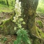 Aconitum lycoctonum Flower