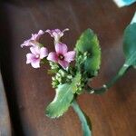 Kalanchoe aromatica Flower