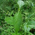 Verbena urticifolia 葉