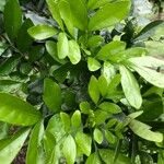 Trichilia havanensis List