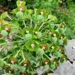 Euphorbia characias फूल