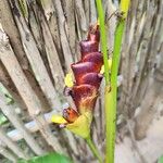 Calathea lutea Floro