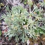 Artemisia umbelliformis Habit