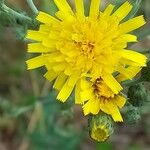 Hieracium sabaudum ᱵᱟᱦᱟ