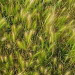 Hordeum marinum Flor