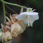 Dombeya burgessiae Цвят