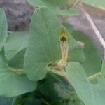 Aristolochia paucinervis Λουλούδι