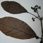 Cordia sprucei Other