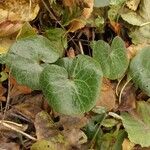 Asarum europaeum 葉