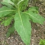 Verbascum densiflorum Листок