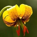 Lilium pyrenaicum Kukka