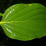 Piper crassinervium Leaf