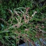 Rumex acetosellaপাতা