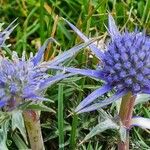 Eryngium bourgatiiFlors