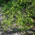 Potentilla intermedia Облик