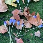 Crocus speciosus Blüte