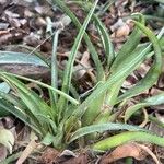 Aechmea recurvata Folha