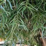 Podocarpus salignus Levél