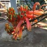 Aloe dawei Květ