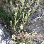 Artemisia genipi Flor
