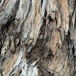 Eucalyptus gomphocephala Bark