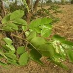 Cassia sieberiana পাতা