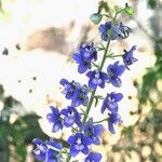 Delphinium staphisagria 花