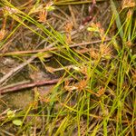 Juncus bufonius 叶