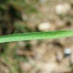 Bambusa vulgaris Лист