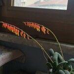 Gasteria glomerata Hábito
