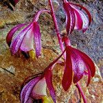 Hexalectris warnockii 花