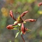 Hypericum lanceolatum Fruit