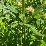 Galium boreale Лист