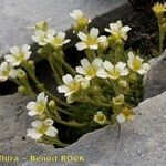 Saxifraga muscoides Habitus