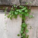 Cymbalaria muralis Celota