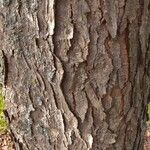 Gymnocladus dioicus Bark