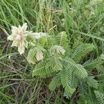 Amorpha canescens Лист