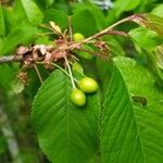 Prunus cerasus फल