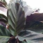 Calathea crocata Leaf