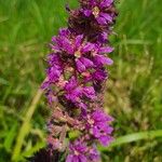 Lythrum salicaria Fiore