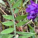 Vicia villosa Folha