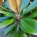 Magnolia grandiflora Blatt