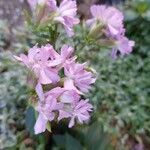 Saponaria caespitosa Fiore