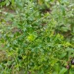Vaccinium myrsinites برگ