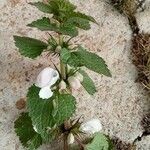 Lamium moschatum Blüte