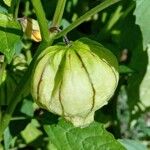 Physalis philadelphica Hedelmä