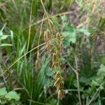 Bromus secalinus Gyümölcs