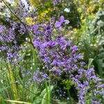 Thalictrum delavayi Кветка