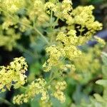 Alchemilla mollisപുഷ്പം