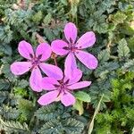 Erodium acaule Blüte